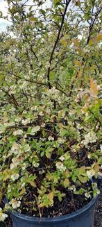 Blauwe bessen -vaccinium corymbosum, Ophalen, Minder dan 100 cm, Overige soorten, Lente