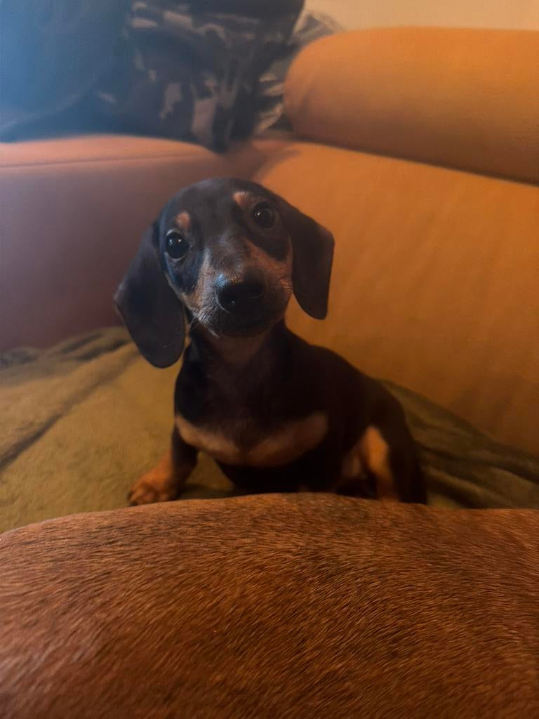 Te koop 1 mooi reutje kanichen pup, Dieren en Toebehoren, Honden | Teckels en Dashonden, Kaninchen, Parvo, Reu, 8 tot 15 weken