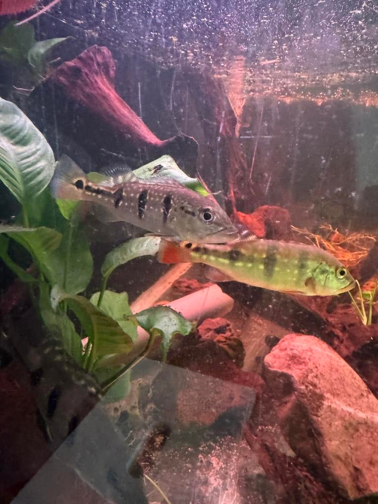 2x peackock bass melaniea xingu, Dieren en Toebehoren, Vissen | Aquariumvissen, Kreeft, Krab of Garnaal, Zoetwatervis