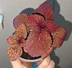 Coleus / siernetel zaailingen, Huis en Inrichting, Kamerplanten, Ophalen, Halfschaduw, Minder dan 100 cm