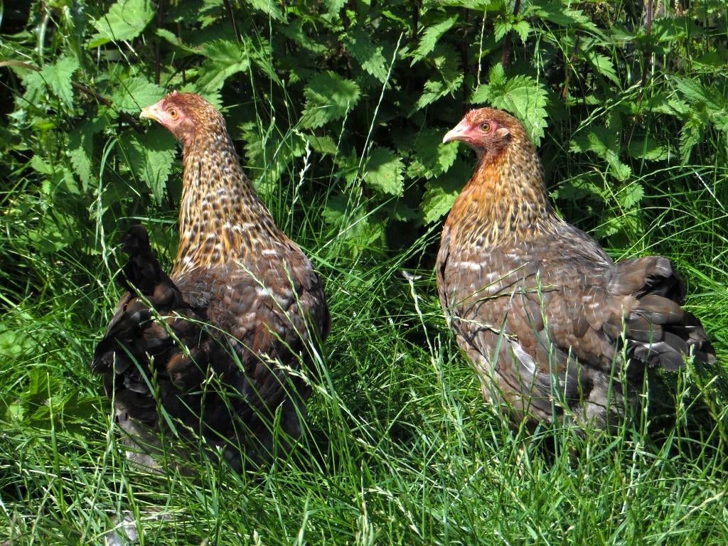 Bielefelder kriel kippen | Goede leggers | Kleine kip, Meerdere dieren, Kip