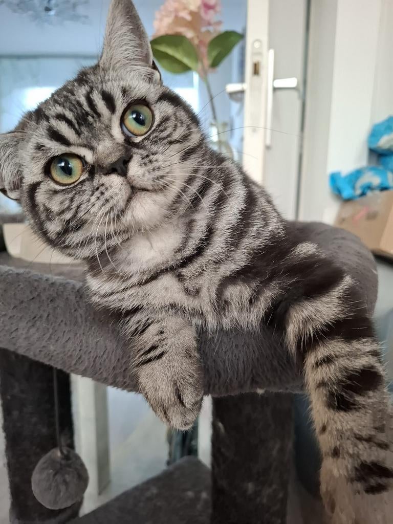 Ter herplaatsing: Brits korthaar kitten silver tabby, Dieren en Toebehoren, Katten en Kittens | Raskatten | Korthaar, Kater