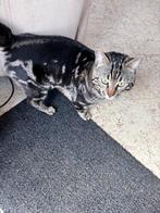 halve bengaal zoekt een liefdevol huisje, Dieren en Toebehoren, Kater