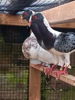 Huhnscheken duiven koppel, Meerdere dieren, Overige soorten