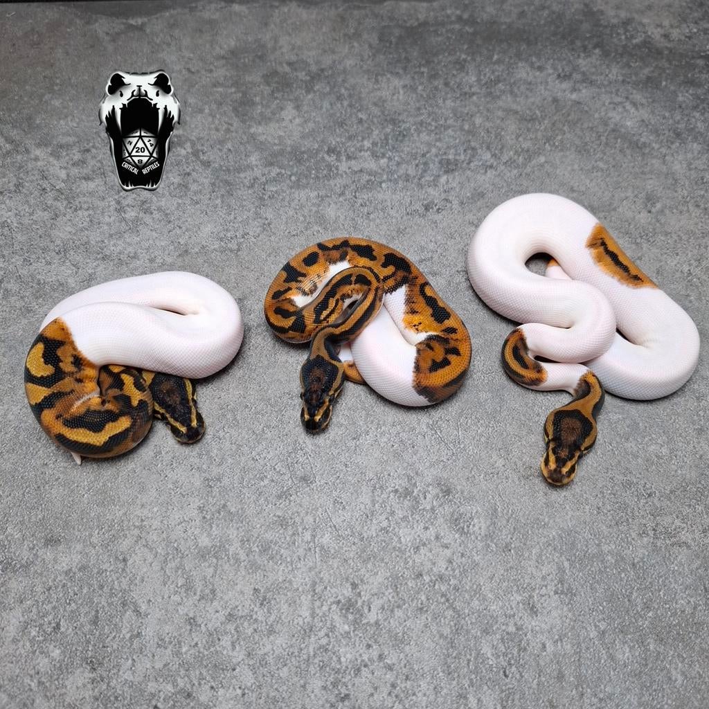 1.2 Mandarin pied Project NK25 (python Regius) Ball Python - male for sale from Critical Reptiles