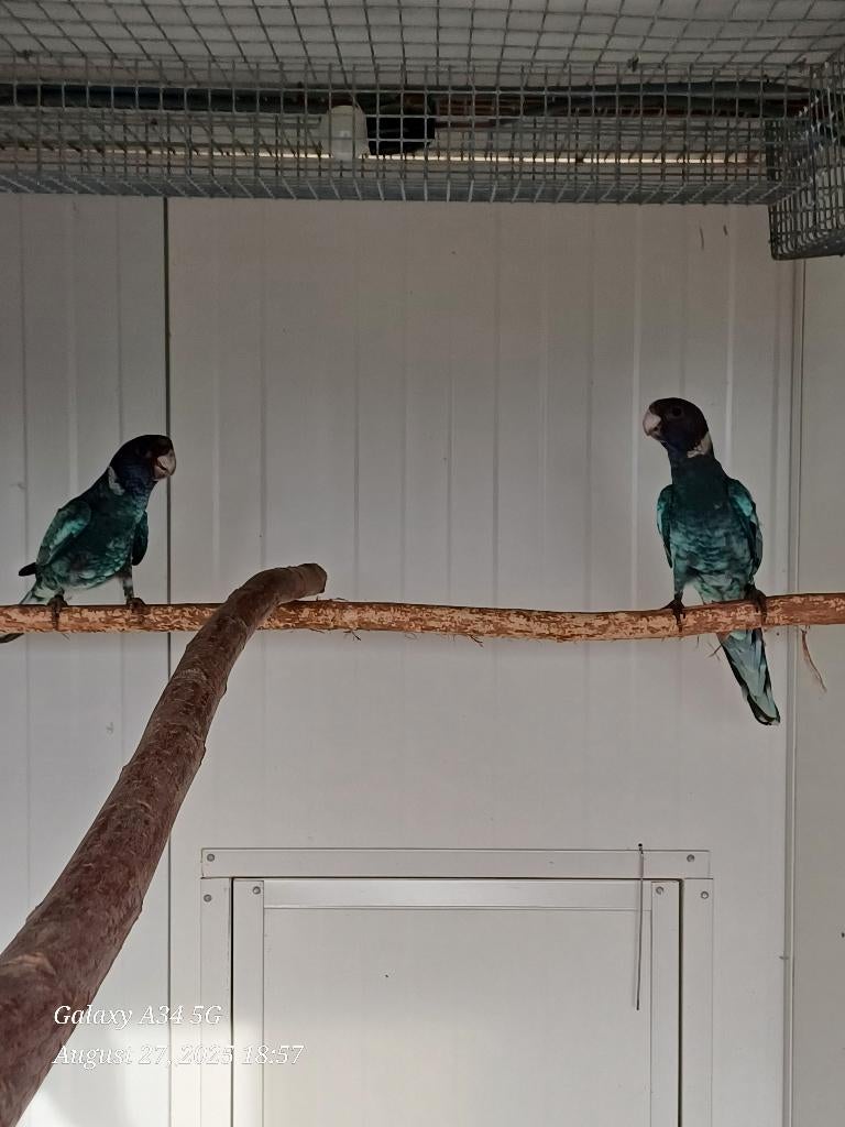 Gevraagd - Blauwe twenty eight / 28 pop 2024 of 2025, Meerdere dieren, Parkiet