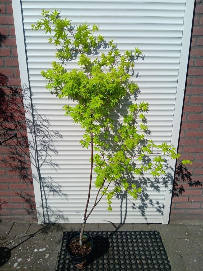 Japanse esdoorn Acer palmatum Ibo nishiki, Tuin en Terras, Planten | Bomen, Ophalen, Bloeit niet, Halfschaduw, Overige soorten