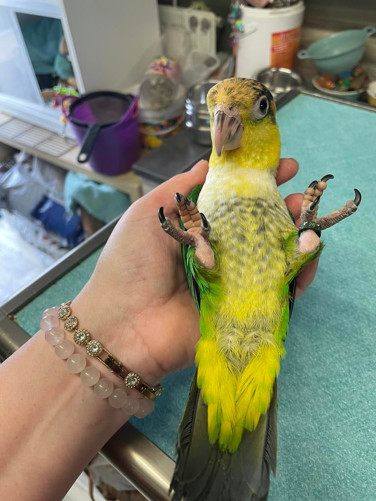 Groendij caique, Dieren en Toebehoren, Mannelijk, Papegaai, Tam