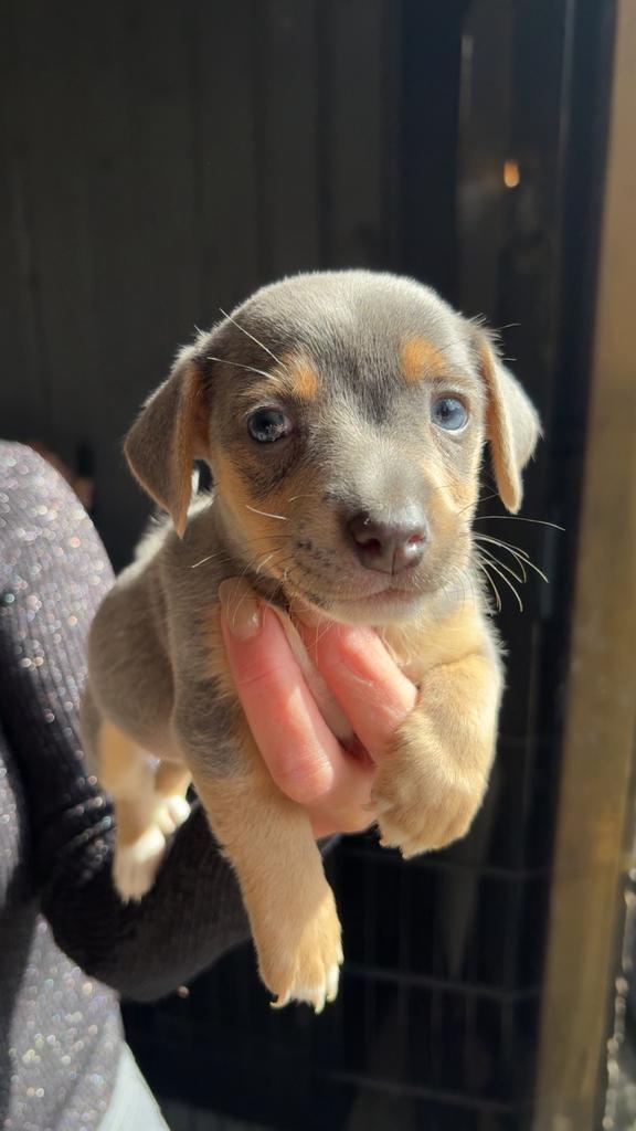 Super Mooie blue and tan jackrussel puppy’s kortpotige, Dieren en Toebehoren, Honden | Jack Russells en Terriërs, Meerdere dieren