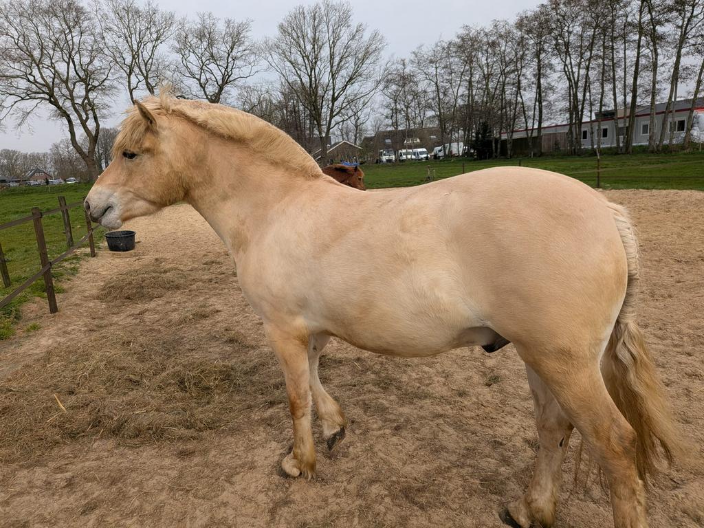 Lieve fjord te koop, Dieren en Toebehoren, Juli, Mannelijk