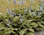 Hosta vaste plant  groen paarse/lila bloem 4 voor 5.00 euro, Tuin en Terras, Bodembedekkers, Vaste plant, Ophalen of Verzenden
