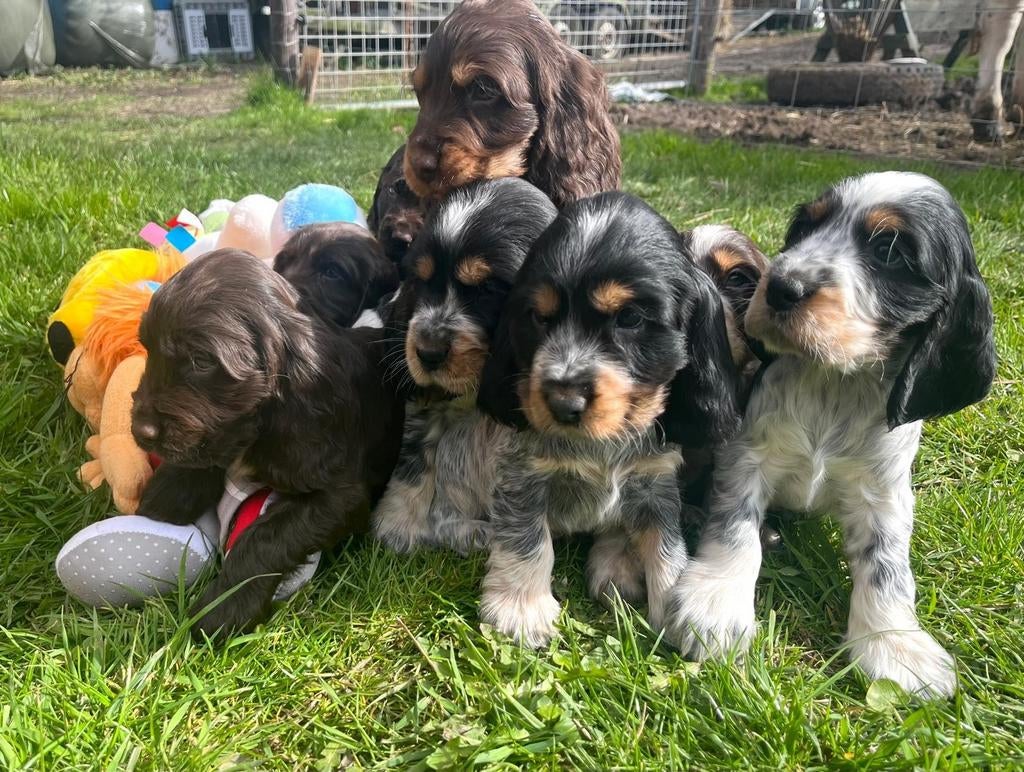 Lieve Engelse Cocker Spaniel pups, Dieren en Toebehoren, Parvo, 8 tot 15 weken, Meerdere, Meerdere dieren