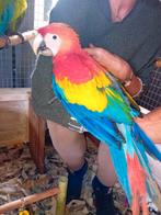 geelvleugel ara, Meerdere dieren, Papegaai, Geringd