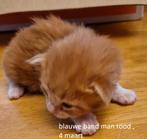 Nog 4 Prachtige Maine Coon kittens, Kater, Gechipt, 0 tot 2 jaar