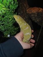 Rhacodactylus leachianus nuu ami gekko vrouw 1,5 jaar oud, Hagedis