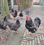 Broedeieren zilver dubbelgezoomde Barnevelder, Geslacht onbekend, Kip