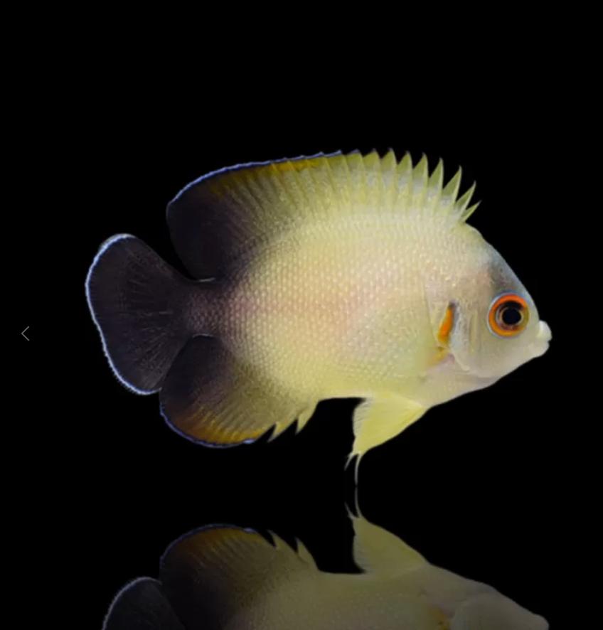 Centropyge Vrolikii, Dieren en Toebehoren, Vissen | Aquariumvissen, Vis, Zoutwatervis