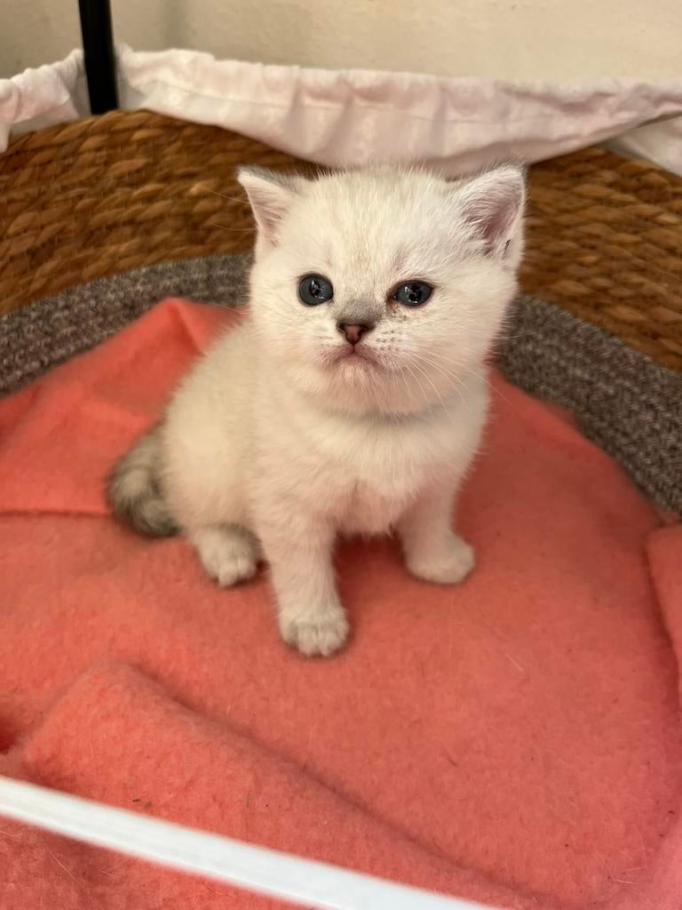 Britse korthaar silver shaded point kittens katertje te koop, Dieren en Toebehoren, Katten en Kittens | Raskatten | Korthaar, Meerdere dieren