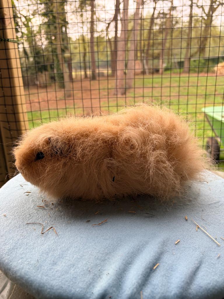 Ch teddy beer crème raszuiver, Dieren en Toebehoren, Knaagdieren, Cavia, Mannelijk, November, Tam