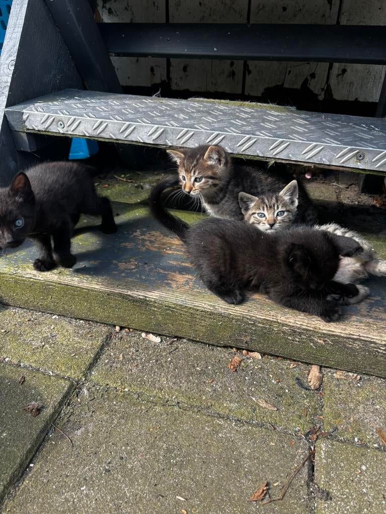 Kittens siamees mix, Poes