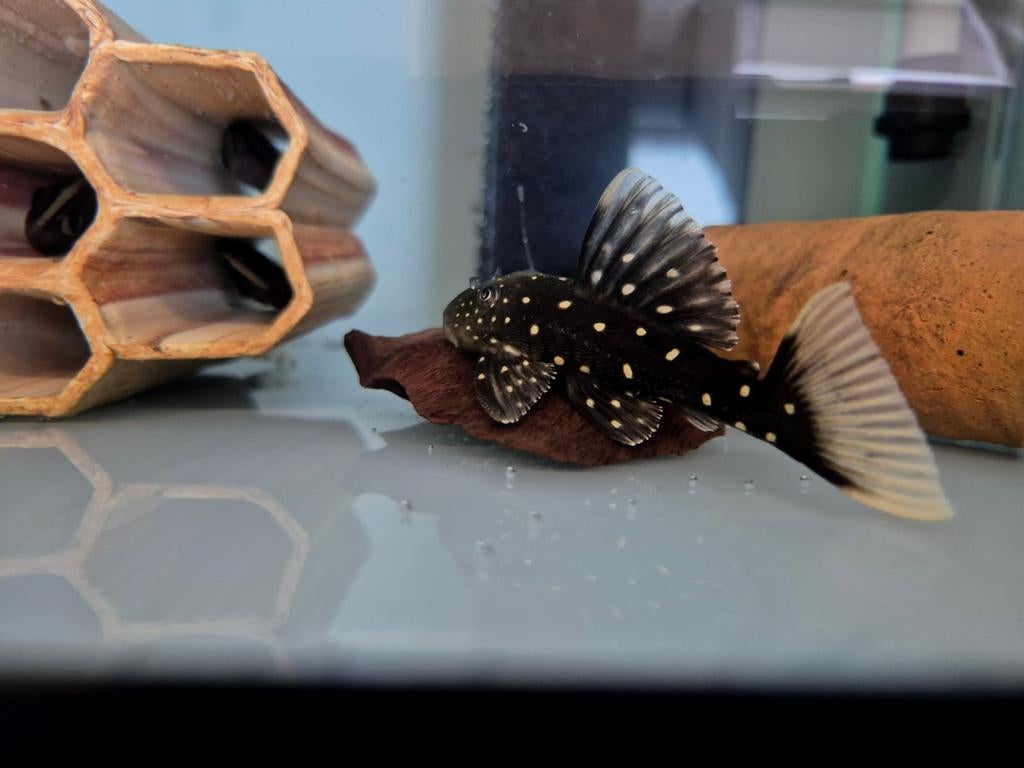 Luteus hypostomus luteus fase 1, Dieren en Toebehoren, Vissen | Aquariumvissen, Vis, Zoetwatervis