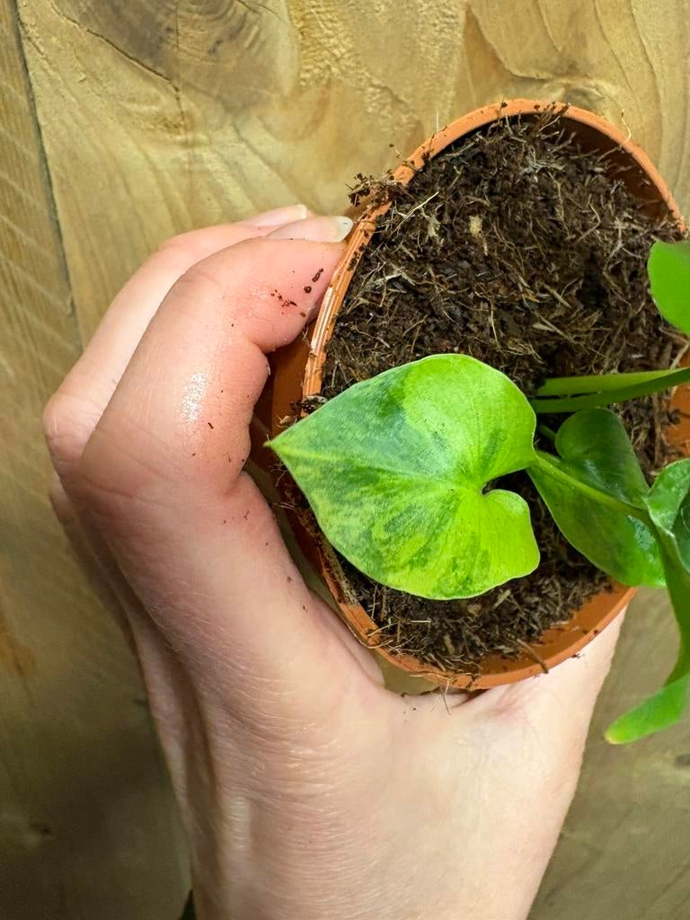Philodendron xanadu selloum variegata aurea yellow mint lime, Ophalen of Verzenden, Halfschaduw, Minder dan 100 cm