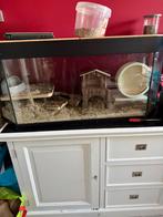 Hamster+toebehoren, Dieren en Toebehoren, Minder dan 75 cm, Zo goed als nieuw, Ophalen, Minder dan 60 cm