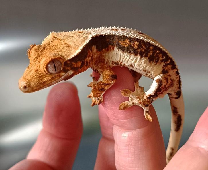 Wimpergekko nakweek 2025 tricolor Lillywhite Crested Gecko - unknown for sale from Sabrina