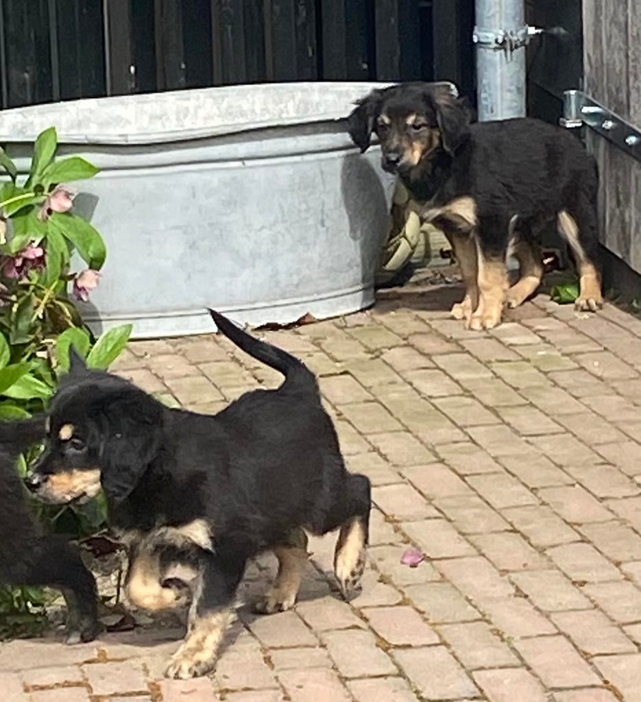 Bijzonder mooie GOLDEN RETRIEVER x FRIESE STABIJ pups, Parvo, Nederland, 8 tot 15 weken, Meerdere