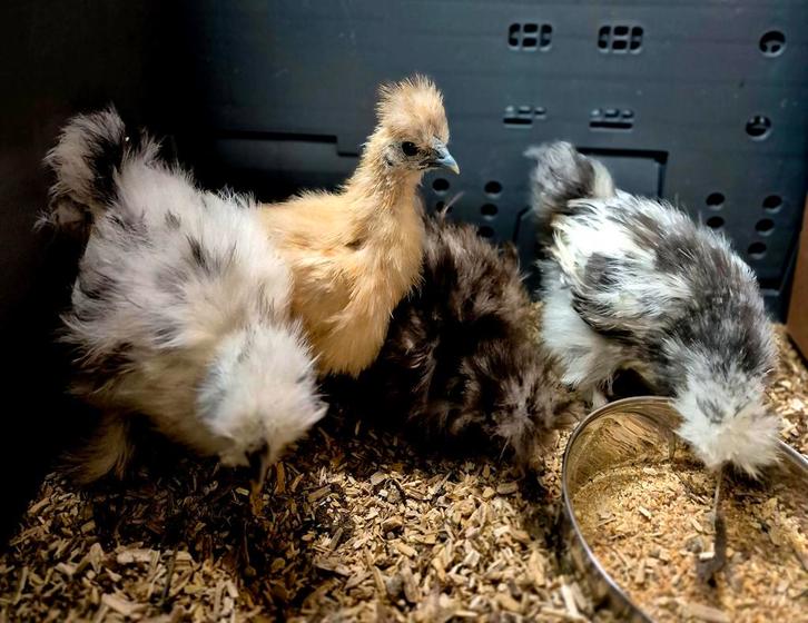 Diverse cochin, wyandottes en zijdehoenders, Dieren en Toebehoren, Pluimvee, Kip, Vrouwelijk