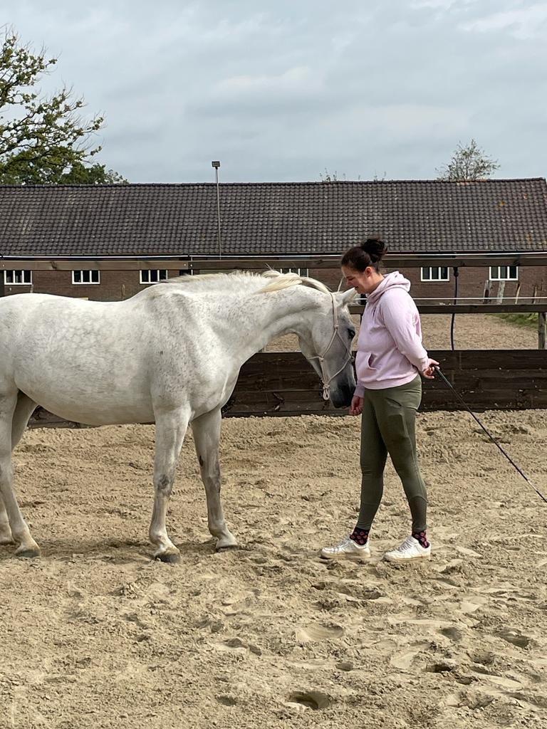 Verzorgpaard gezocht omgeving achterveld, Dieren en Toebehoren, Ophalen
