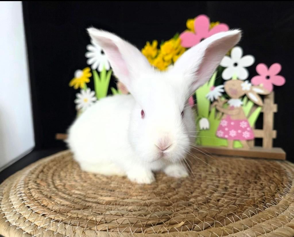 Vlaamse reus Albino, Dieren en Toebehoren, Konijnen, Mannelijk, Groot, 0 tot 2 jaar