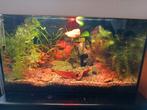 ingericht aquarium, Dieren en Toebehoren, Vissen | Aquaria en Toebehoren, Ophalen, Zo goed als nieuw, Gevuld zoetwateraquarium