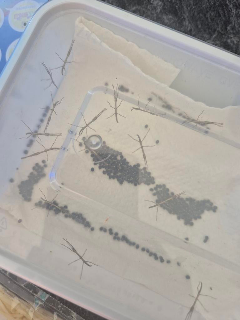 Nimfen van wandelende takken, Dieren en Toebehoren, Insecten en Spinnen, Wandelende tak