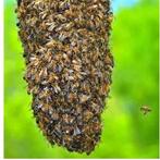 Gratis verwijderen van bijenzwermen!, April, Mannelijk