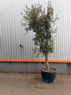 Mooie vetrakte kurkeik quercus suber, Tuin en Terras, Ophalen of Verzenden, Zomer, Halfschaduw, Overige soorten