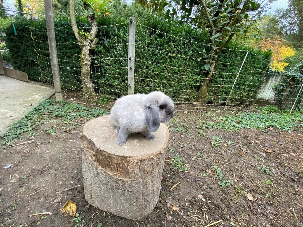 Minilop Ram te koop, Dieren en Toebehoren, Meerdere dieren, Dwerg