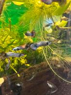 Blue/red metal guppen, Vis