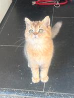 Britse Korthaar Golden katerje, Kater