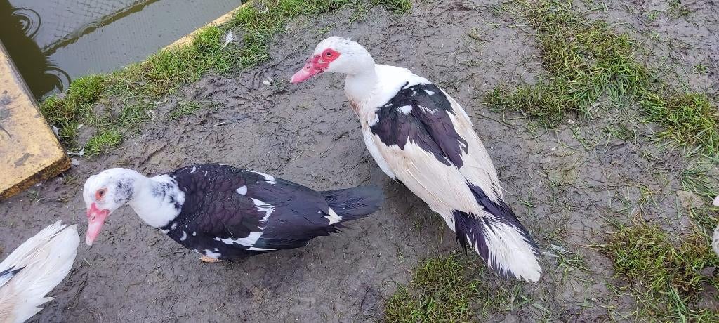 Muskuseenden per koppel 45 EUR, Dieren en Toebehoren, Meerdere dieren, Eend