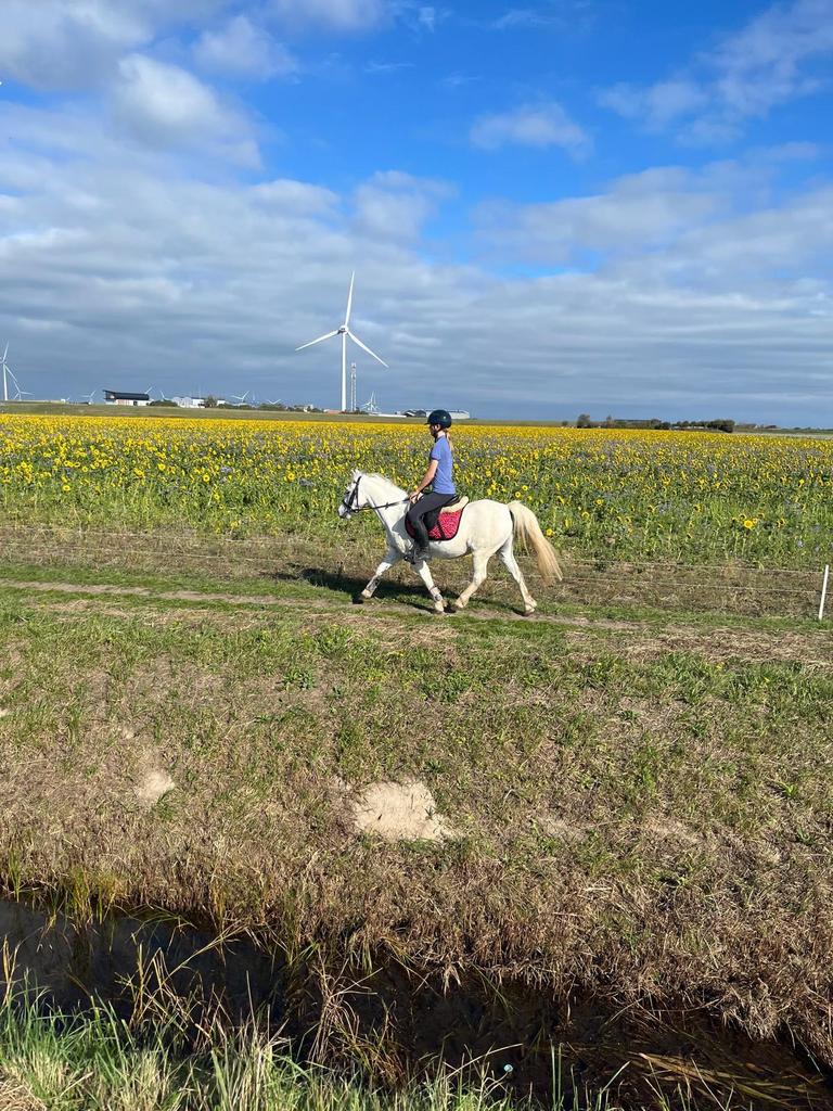 Veelzijdige pony te koop, Dieren en Toebehoren, Pony's, Ruin