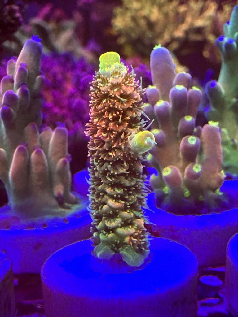 Asd millepora, 120 cm of meer, Ophalen of Verzenden, Zo goed als nieuw, Katoen