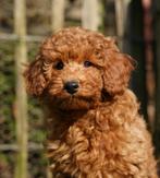 Toypoedel x Dwergpoedel pups | Toy x Dwerg Poedel, Dieren en Toebehoren, Poedel, Parvo, Nederland, 8 tot 15 weken