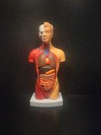 Menselijk Torso Model - 15 Delig Anatomisch Model, Ophalen of Verzenden, Nieuw, Groter dan 1:35, Figuur of Figuren