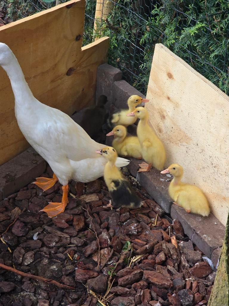 Indische loopeend kuikens, Dieren en Toebehoren, Pluimvee, Geslacht onbekend, Eend
