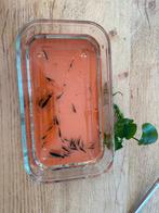 Blauwe en transparante garnalen, Kreeft, Krab of Garnaal