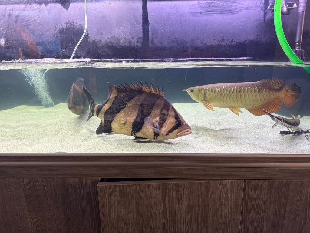 4x Datnioides Microlepis Sumatra, Vis, Zoetwatervis, Schoolvis