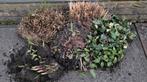 5 PLANTEN, Hosta Symphytum Hakonechloa Persicaria Penisetum, Ophalen, Overige soorten, Halfschaduw