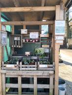 Onze kraam met zelfgemaakte jam, kaars en allerlei planten, Ophalen of Verzenden, Overige soorten, Volle zon