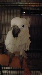 Super tamme en lieve witkuif kaketoe, Dieren en Toebehoren, Vogels | Parkieten en Papegaaien, Vrouwelijk, Papegaai
